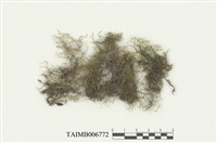 藏品(福氏羽蘚)的圖片